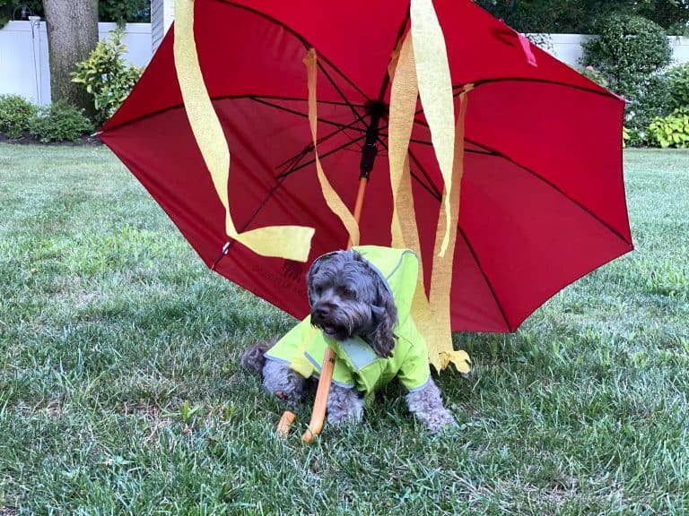 7 Irresistible DIY Halloween Costumes for Small Dogs Craft and Sparkle