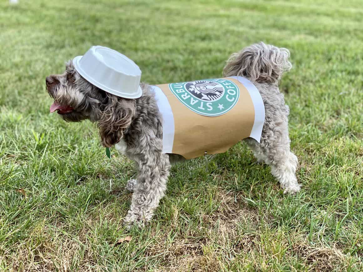 7 Irresistible DIY Halloween Costumes for Small Dogs Craft and Sparkle